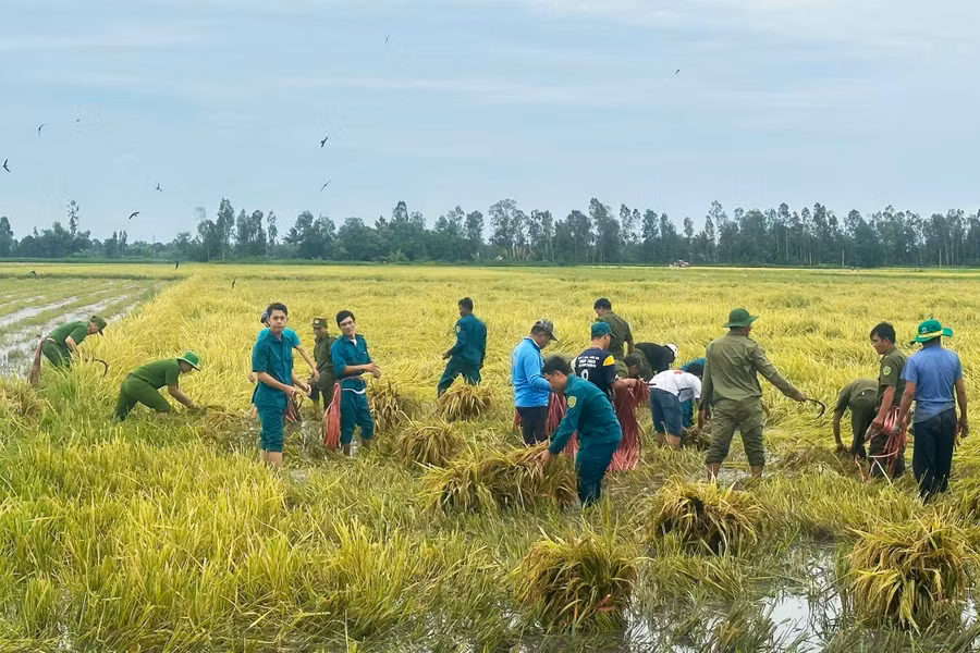 Lực lượng chức năng giúp dân thu hoạch lúa bị đổ ngã do mưa bão.