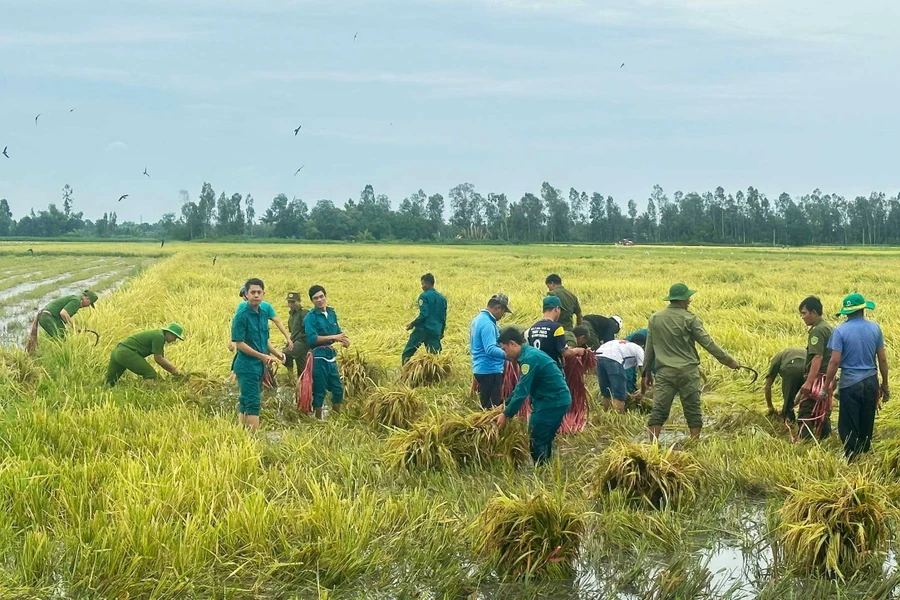 Lực lượng chức năng giúp dân thu hoạch lúa bị đổ ngã do mưa bão.