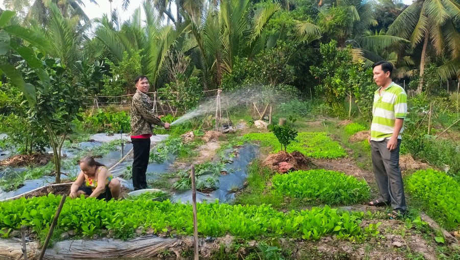 Mô hình rau, màu xen canh tại xã Tân Thạnh, huyện Long Phú.