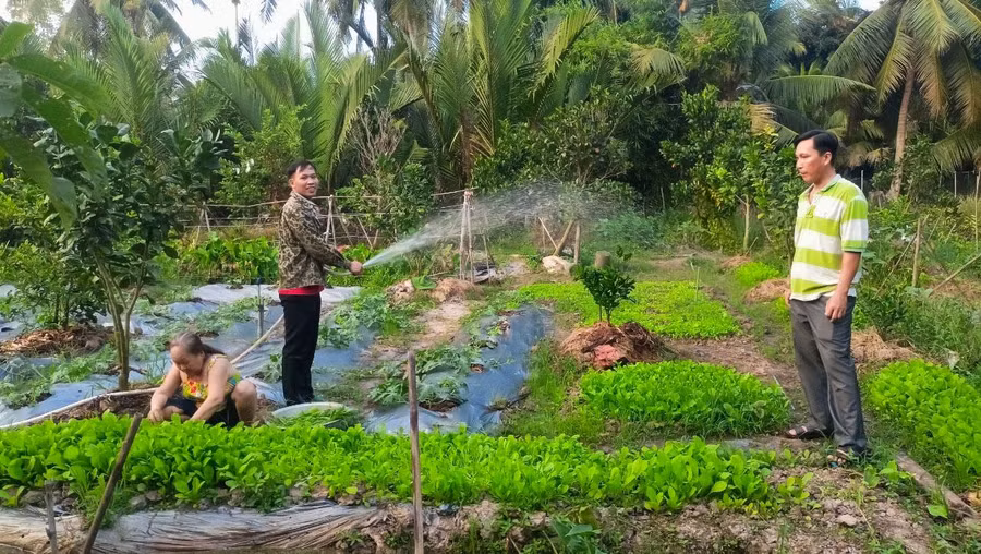Mô hình rau, màu xen canh tại xã Tân Thạnh, huyện Long Phú.
