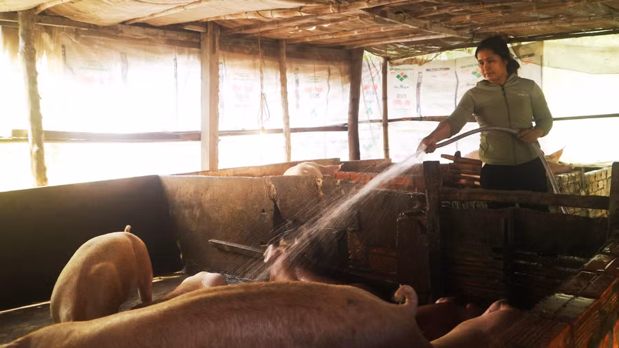 Mô hình chăn nuôi heo.