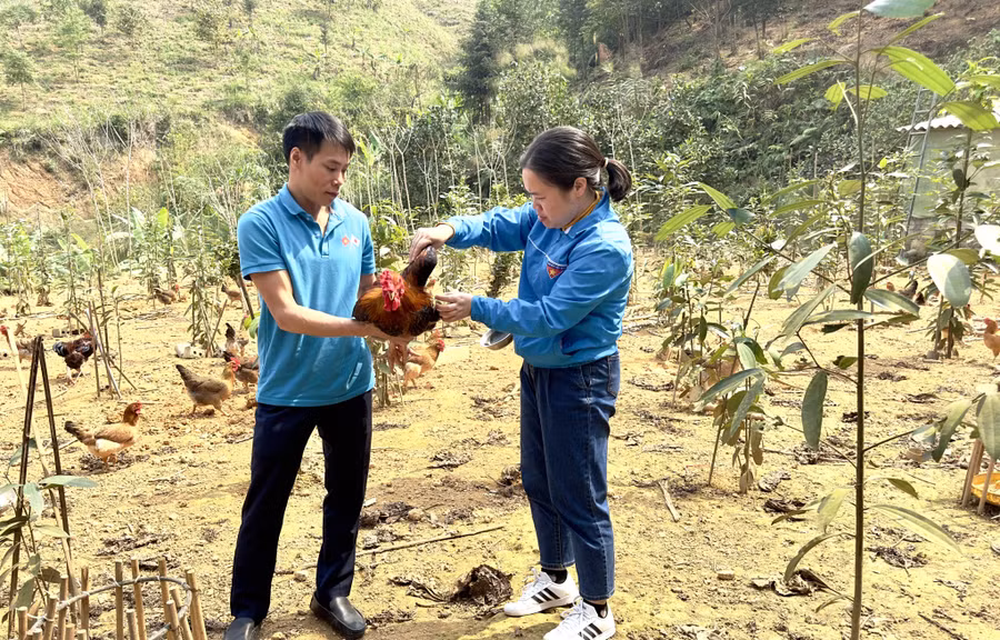 Anh Cường duy trì mỗi lứa gà từ 1.500 đến 2.000 con.