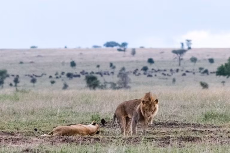/Uploaded/cuong/2018_01_19/3catersliontoldofflioness4768x512_JWJY.jpg