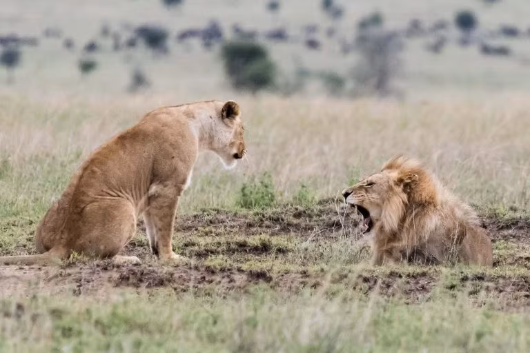 /Uploaded/cuong/2018_01_19/1catersliontoldofflioness2768x512_VRAR.jpg