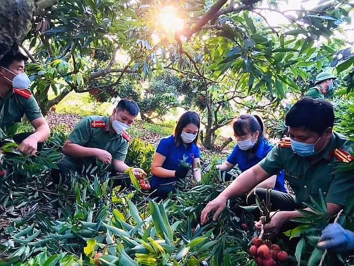 Cán bộ chiến sĩ tham gia thu hoạch vải cho nhân dân.