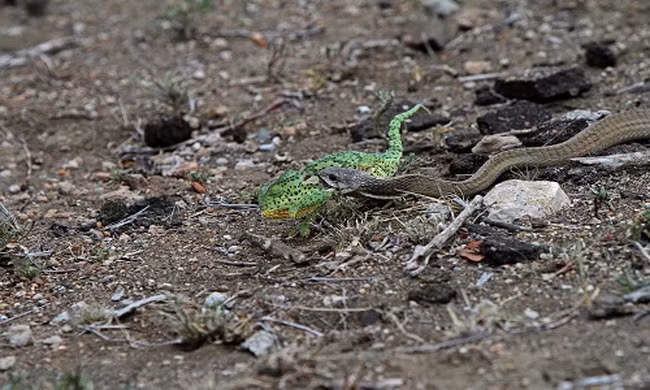 Rắn boomslang kịch độc nuốt gọn tắc kè hoa 