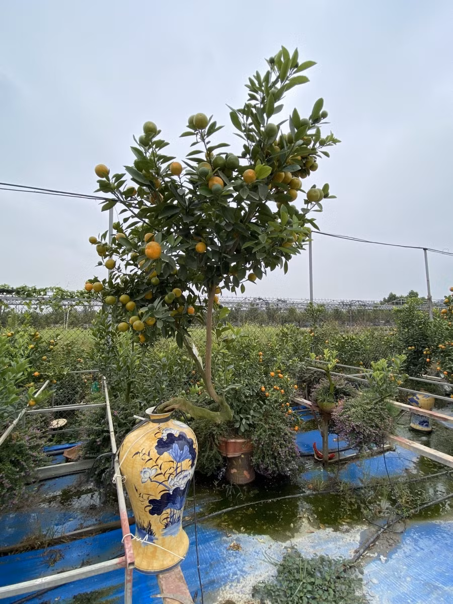 Không chỉ vậy, kết hợp với trồng ở các cây thân gỗ lâu đời, mà tại Tứ Liên quất còn được trồng và tạo thế trong các bình sứ. Ảnh Đức Chuyên.