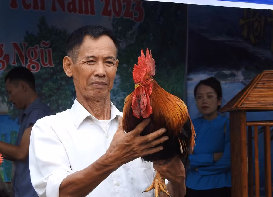 Một người dân giới thiệu về chú gà trống tham gia hội thi. Một người dân giới thiệu về chú gà trống tham gia hội thi.