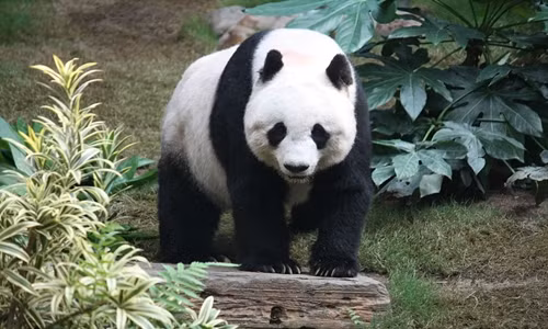 Lý giải bộ lông màu đen trắng của gấu trúc