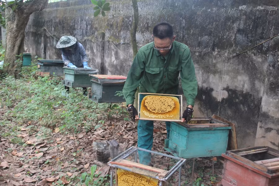 Mỗi năm, gia đình ông Chiến thu nhập hàng trăm triệu đồng từ nuôi ong.