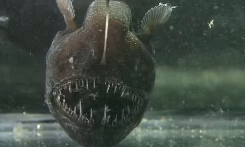 nhung-dong-vat-ky-la-n-trong-bong-toi-dai-duong