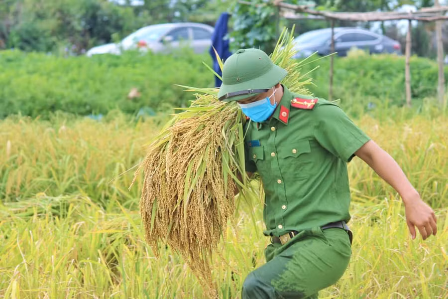 Bắc Giang: Công an xuống ruộng giúp dân thu hoạch lúa ảnh 5