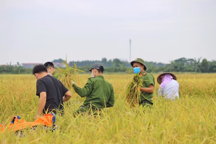 Tranh thủ ngày thứ 7, chiến sĩ Công an huyện Yên Dũng xuống đồng gặt lúa giúp người dân...