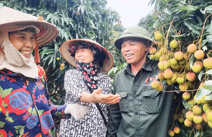 Người dân phường Phương Nam vui vẻ bên vườn vải chín sớm.