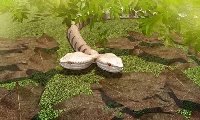 Rắn hổ ma hai đầu bò vào nhà dân