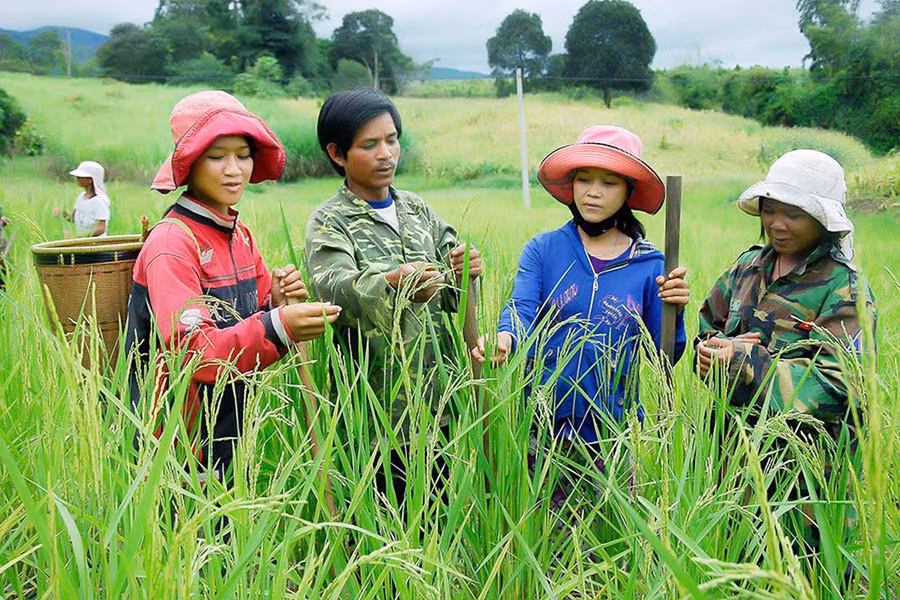 Đồng bào DTTS Gia Lai vươn lên thoát nghèo Đồng bào DTTS Gia Lai vươn lên thoát nghèo