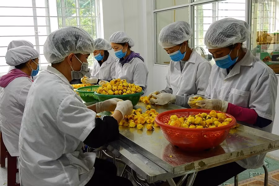Trà hoa vàng được sơ chế.