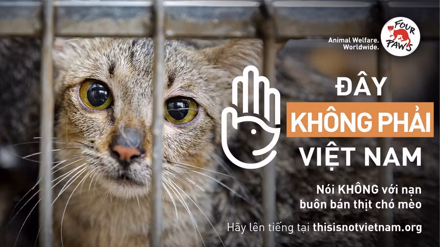 FOUR PAWS phát động chiến dịch lớn tại Việt Nam nhằm chấm dứt nạn buôn bán thịt chó và mèo “tàn nhẫn và dã man”