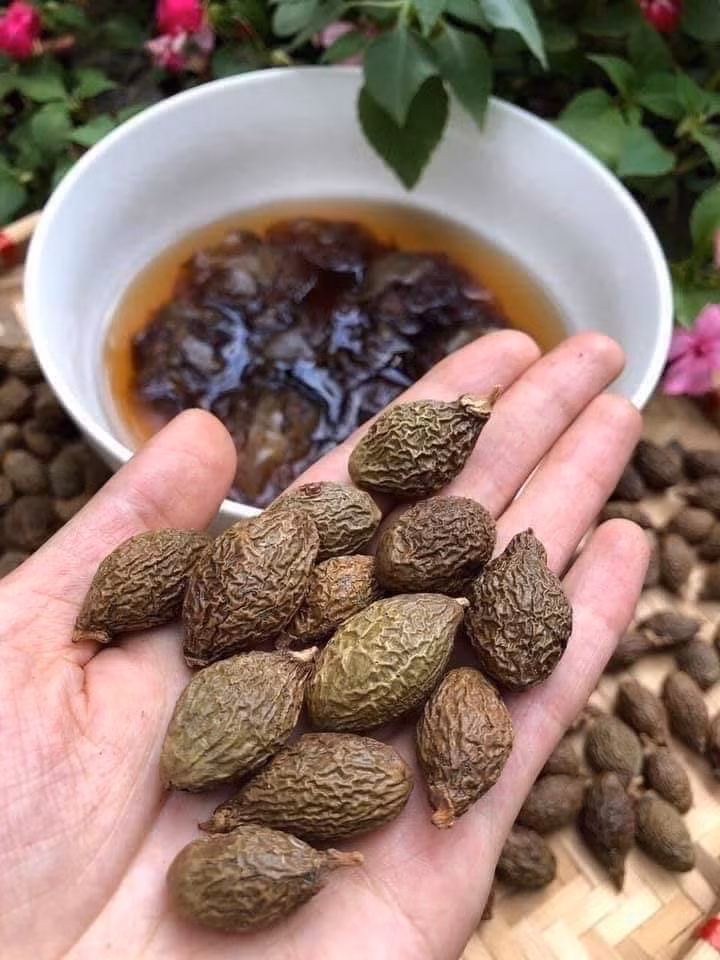 Hạt đười ươi được gọi là hạt “lộc trời” do hạt rụng từ cây mọc tự nhiên trong rừng. Cây trưởng thành 4 năm mới cho hạt một lần. (Ảnh: Bích Vân)