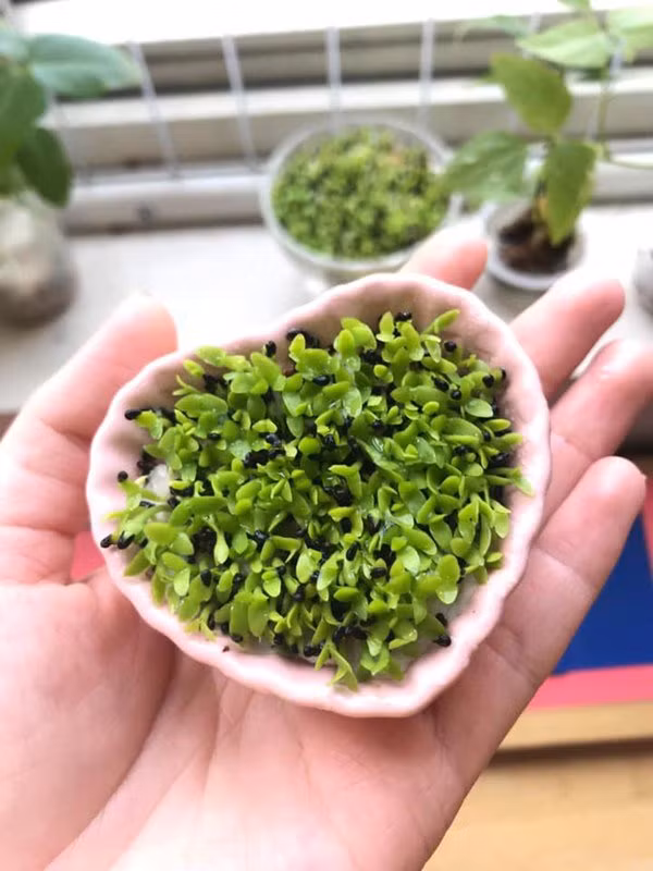 Có rất nhiều kiểu để ươm cây nhưng nhìn chung cách nào cũng dễ thực hiện.