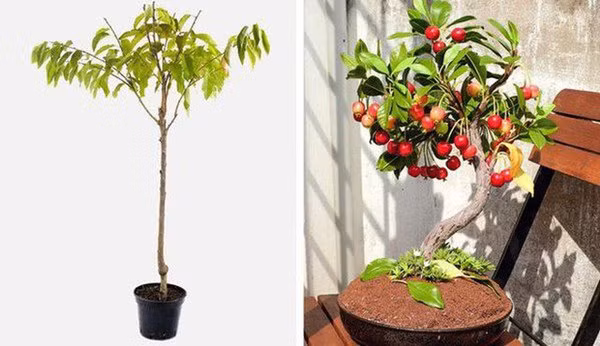 5 loại cây ăn quả vứt hạt ra cũng sống, mấy tháng sau có quả ăn quanh năm - 6