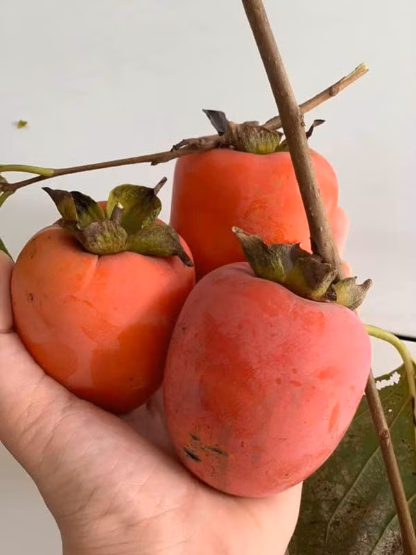 Quả hồng chín đỏ