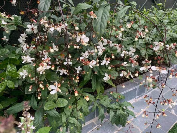 Những thành quả này khiến cô còn hài hước, có lẽ mình phải chuyển sang nghề nông