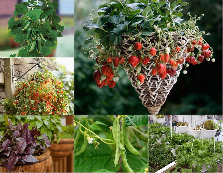 7 loại trái cây và rau mà nông dân phố có thể trồng trong giỏ treo - 1