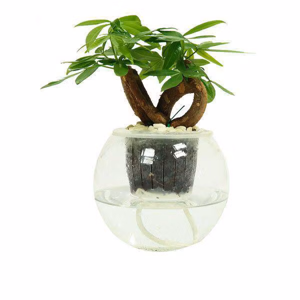5 loại cây dễ chăm dễ trồng lại tốt cho phong thủy, rước về nhà tụ lộc gấp đôi - 5