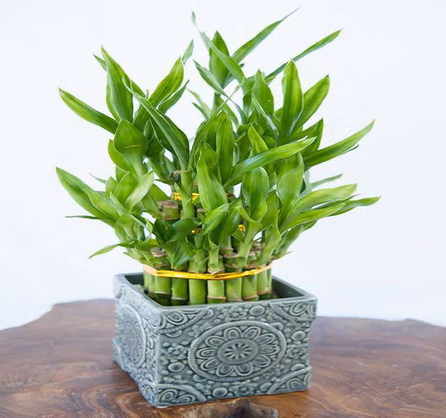 5 loại cây dễ chăm dễ trồng lại tốt cho phong thủy, rước về nhà tụ lộc gấp đôi - 1