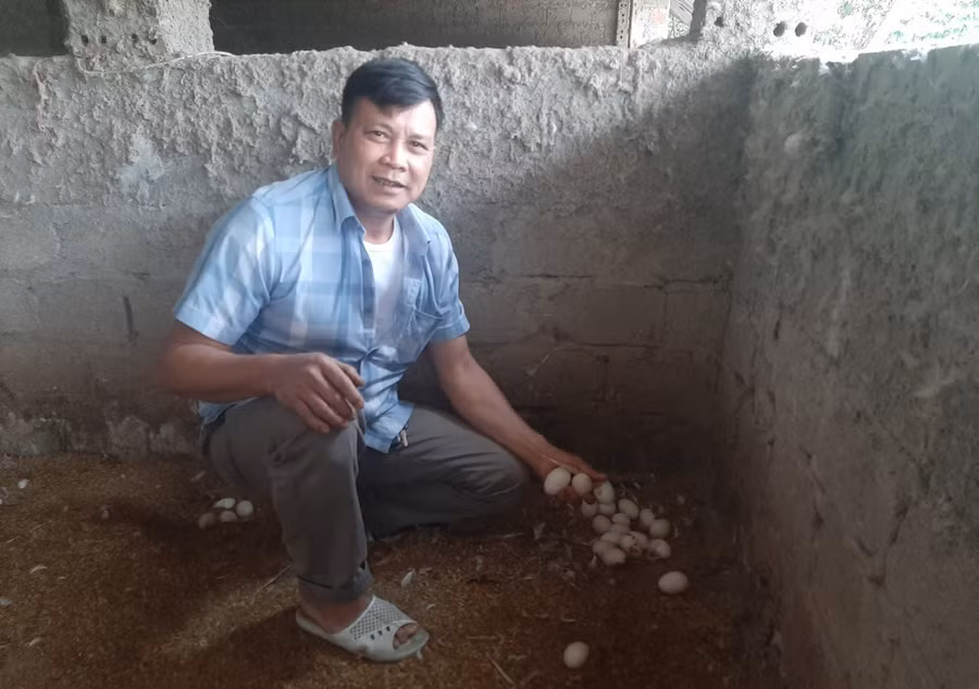 Anh Đại cho biết, mỗi ngày trang trại thu hơn 1.000 quả trứng. Anh Đại cho biết, mỗi ngày trang trại thu hơn 1.000 quả trứng.