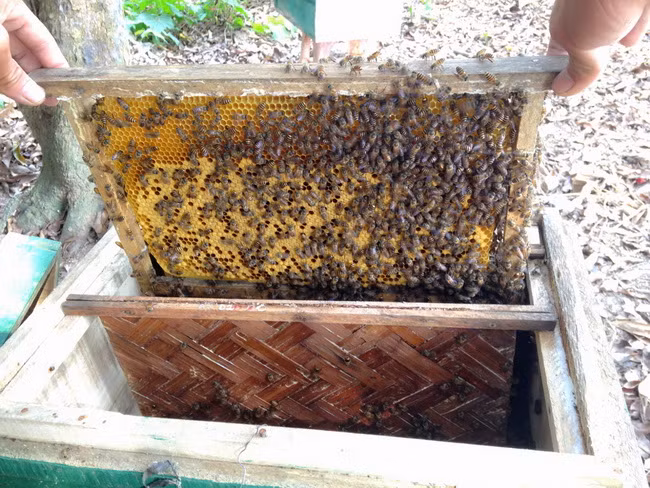 Phát minh đặc biệt cho phép dân thành phố nuôi ong lấy mật ngay trong nhà