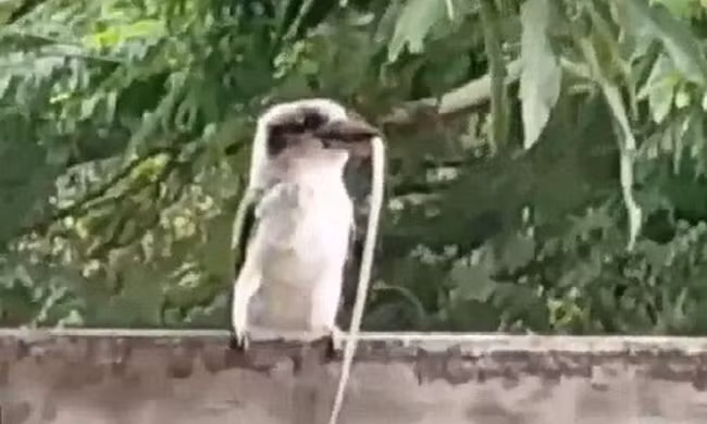 Chim bói cá hùng dũng biến con rắn thành bữa ăn ngon 