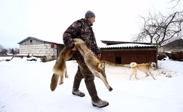 Ở gần biên giới Belarus – Ukraine, những người nuôi gia súc đang đề nghị chi trả để các thợ săn đi săn và tiêu diệt những con sói đang giết vật nuôi trong trang trại của họ.