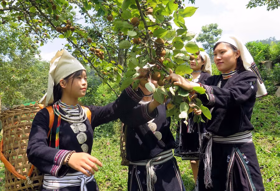 Đồng bào dân tộc Dao ở Hồng Thái, huyện Na Hang, tỉnh Tuyên Quang. 
