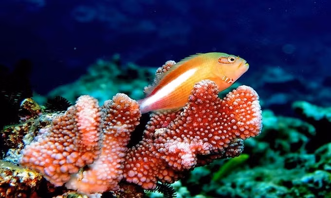 Những động vật có khả năng tự chuyển đổi giới tính ảnh 2