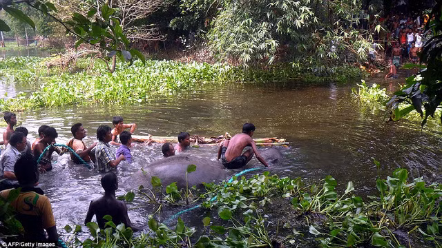 Sau khi vượt qua hàng trăm km từ Ấn Độ, con voi bị trôi dạt tới Bangladesh