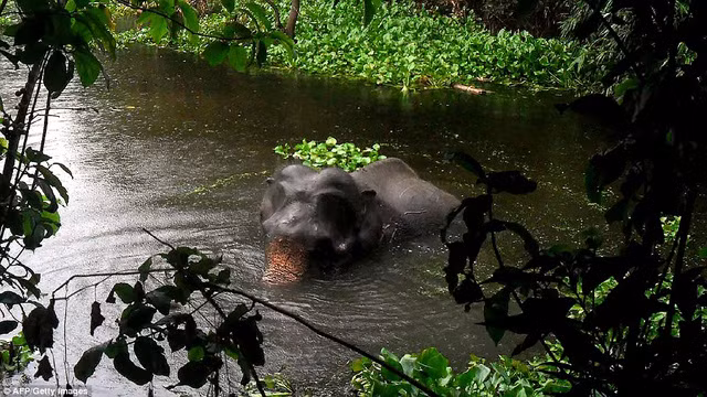 Con voi đực trưởng thành nặng chừng 4 tấn bị dòng nước lũ cuốn trôi