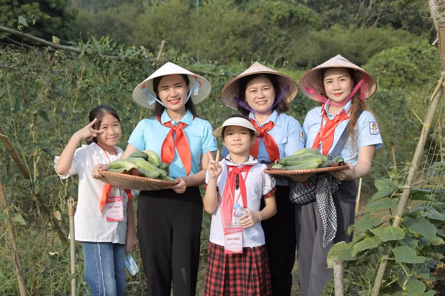 Trải nghiệm hái dưa chuột ngay tại vườn.