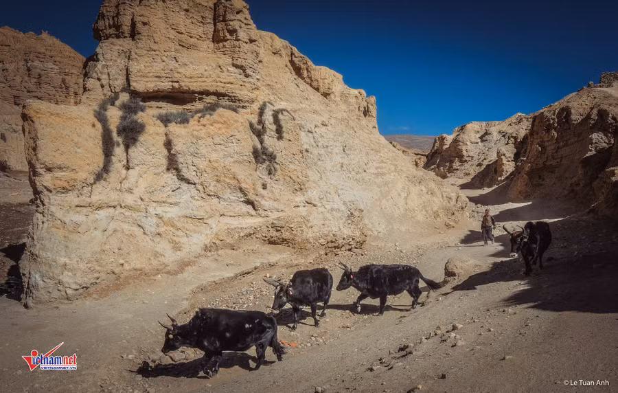 Nepal,Tây Tạng,Mustang