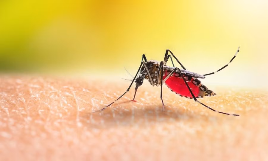 Sốt xuất huyết: Đừng để 'chuyện muỗi' làm lớn!