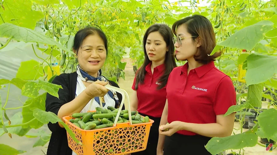 Bà Nguyễn Thị Tâm đang đưa cán bộ Agribank thu hoạch vườn cà chua trong nhà màng.