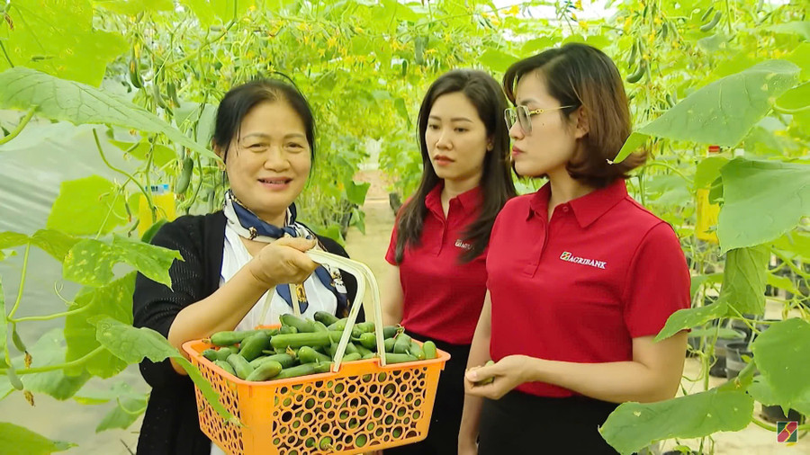 Bà Nguyễn Thị Tâm đang đưa cán bộ Agribank thu hoạch vườn cà chua trong nhà màng.