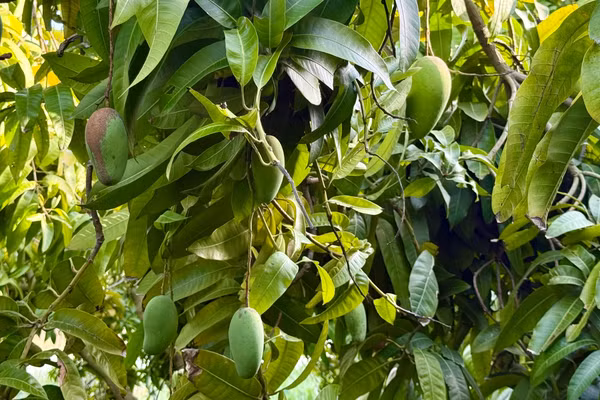 Cây ăn trái phủ xanh vùng đất khô cằn Đá Trắng.