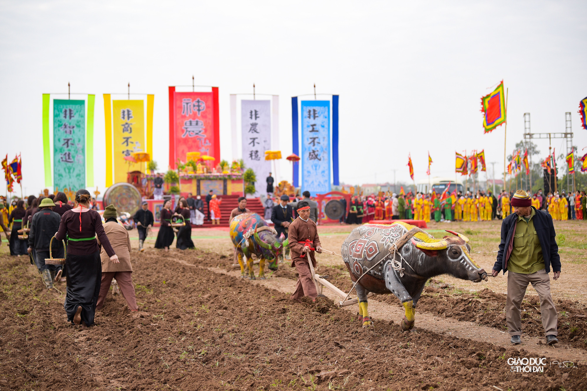 Sau khi "vua" cày xong, các vị lãnh đạo địa phương và các lão nông khác xuống cày. Sau khi "vua" cày xong, các vị lãnh đạo địa phương và các lão nông khác xuống cày.