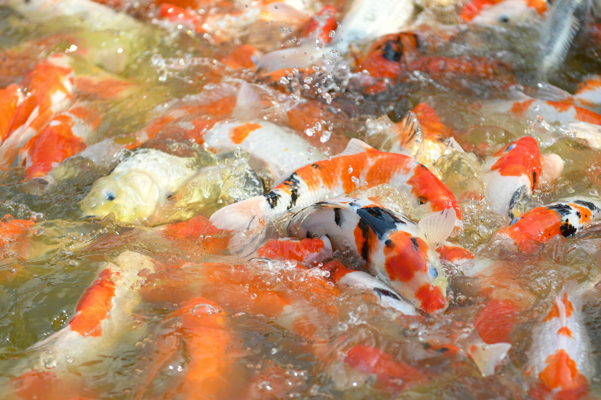 Xung quanh hồ Tây chưa có nhiều trải nghiệm thú vị. Sự xuất hiện của hồ cá Koi giúp tạo ra điểm vui chơi, check-in mới lạ.