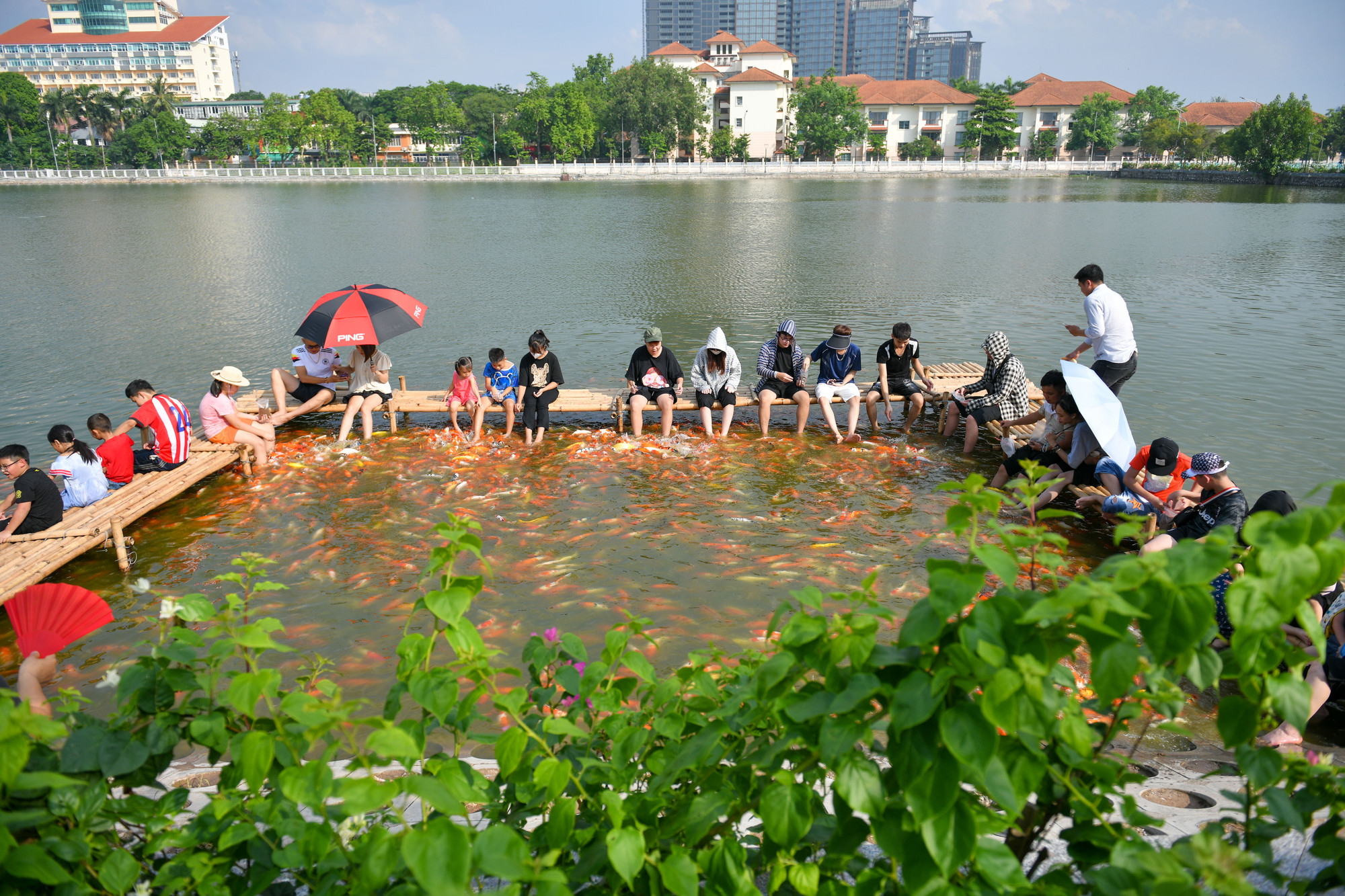 Theo thông tin, hồ nước này được cải tạo và thả cá cách đây 3 tháng. Đến thời điểm hiện tại đàn cá đã ổn định và khá quen người.