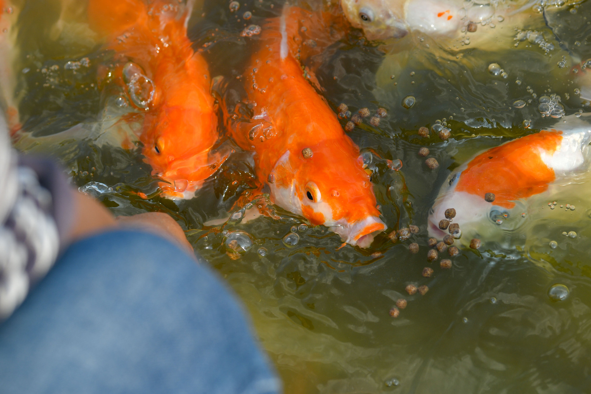 Cá koi đã khá quen người.