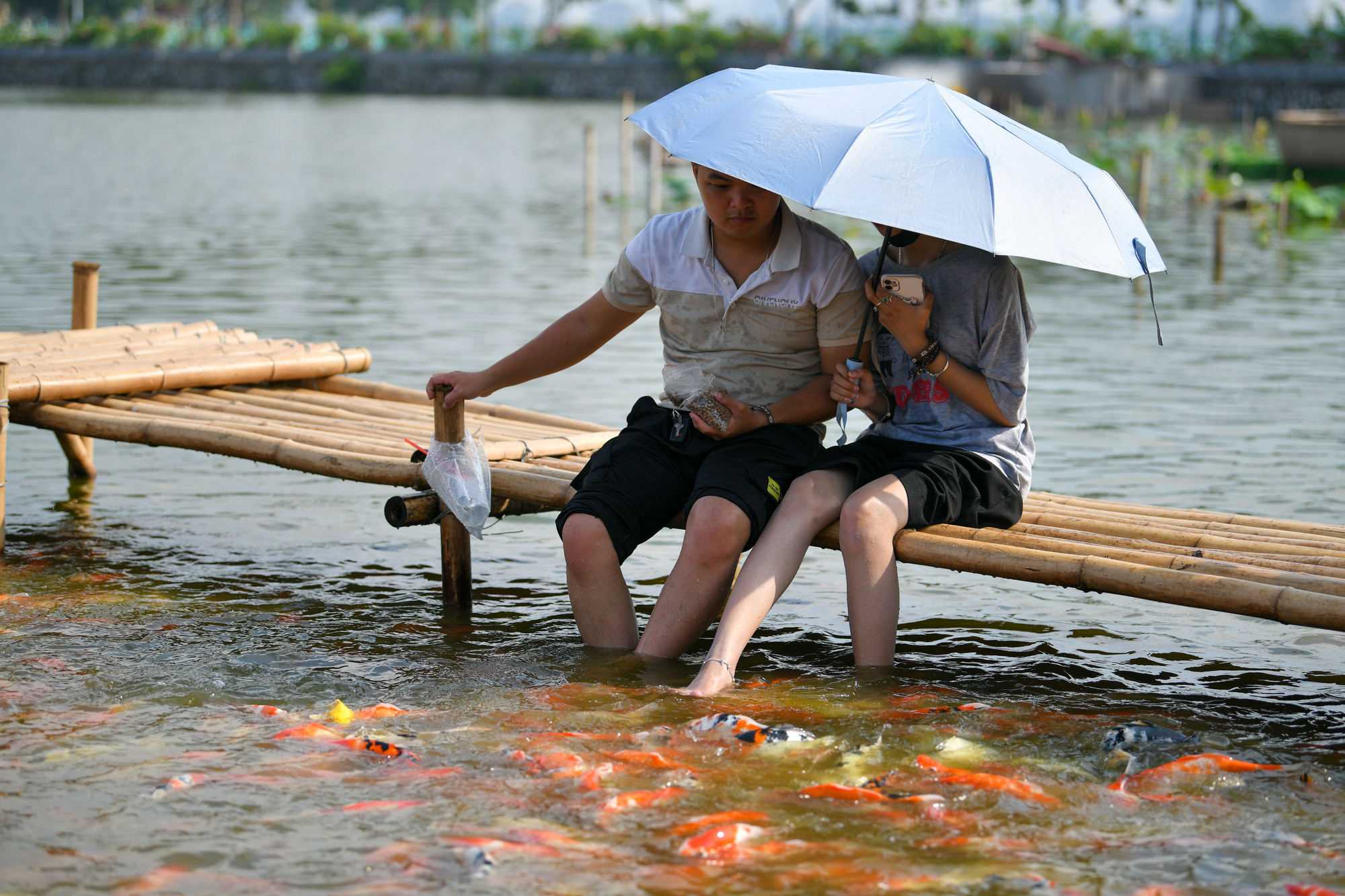 Cây cầu tre hình chữ U được dựng trên mặt nước giúp du khách dễ dàng check-in và cho cá ăn.