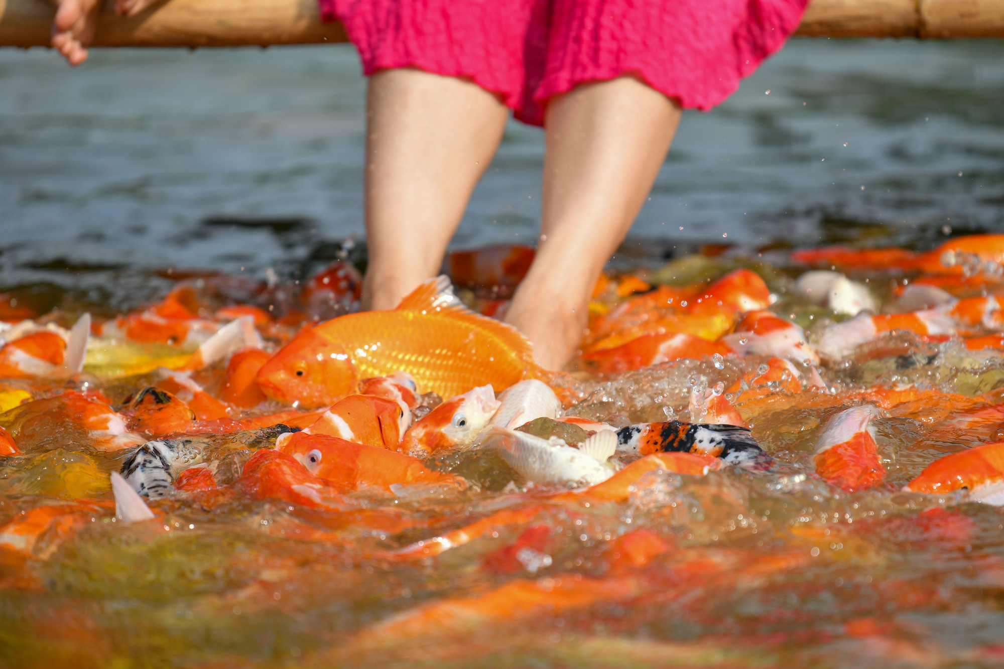 &quot;Chúng tôi thả đàn cá Akicoi vì loại cá này rất thân thiện, dạn người và có màu sắc sặc sỡ, đa dạng. Tới đây, du khách có thể trải nghiệm cho cá ăn, chơi đùa, chụp ảnh. Chúng tôi hy vọng đây là trải nghiệm mới mẻ thu hút du khách trong, ngoài nước&quot;, đại diện đơn vị quản lý hồ cá cho biết.